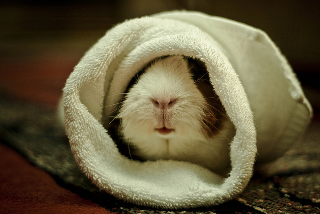 pig in a blanket
